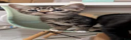 Mixed Breed cats for sale: Mix breed tabby kittens selling boy and girl in London - Advert 8