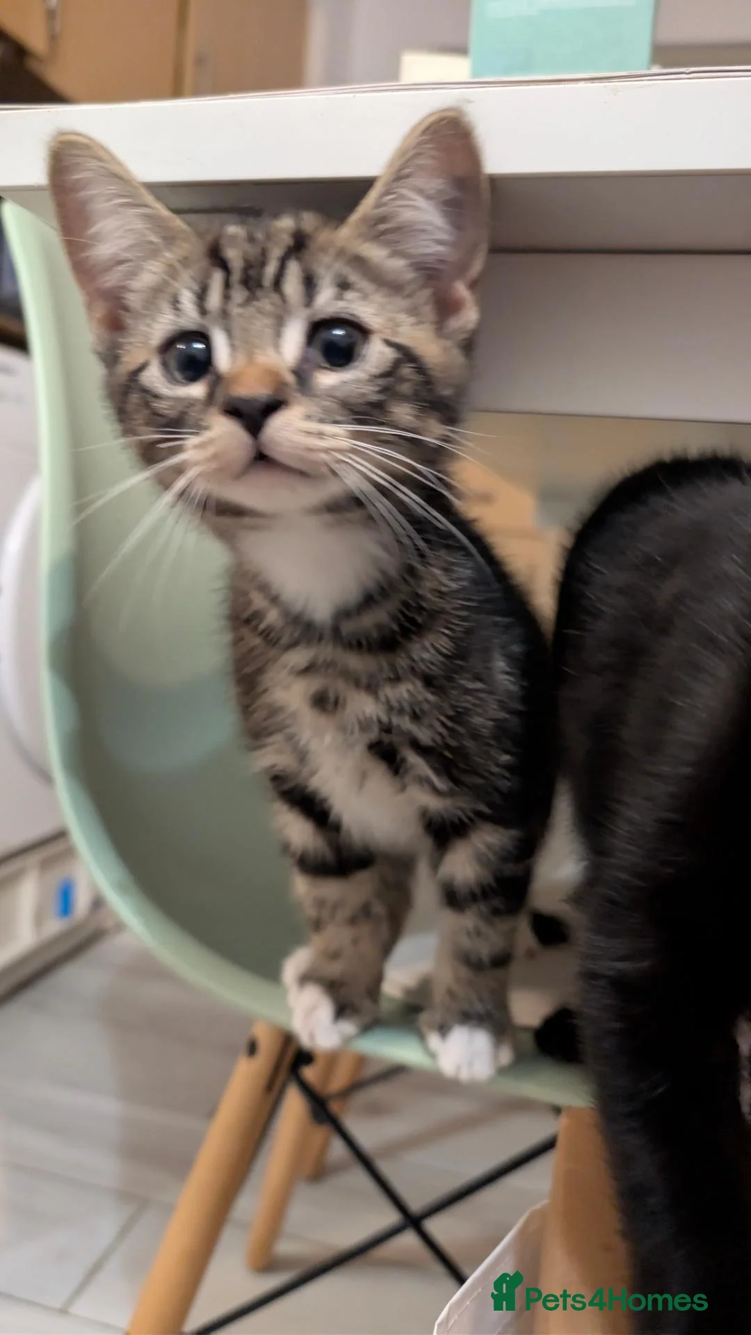 Mixed Breed cats for sale: Mix breed tabby kittens selling boy and girl in London - Advert 8