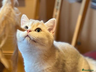 British Shorthair cats Pet or Active AY12 sired by x4 Champion - Advert 4