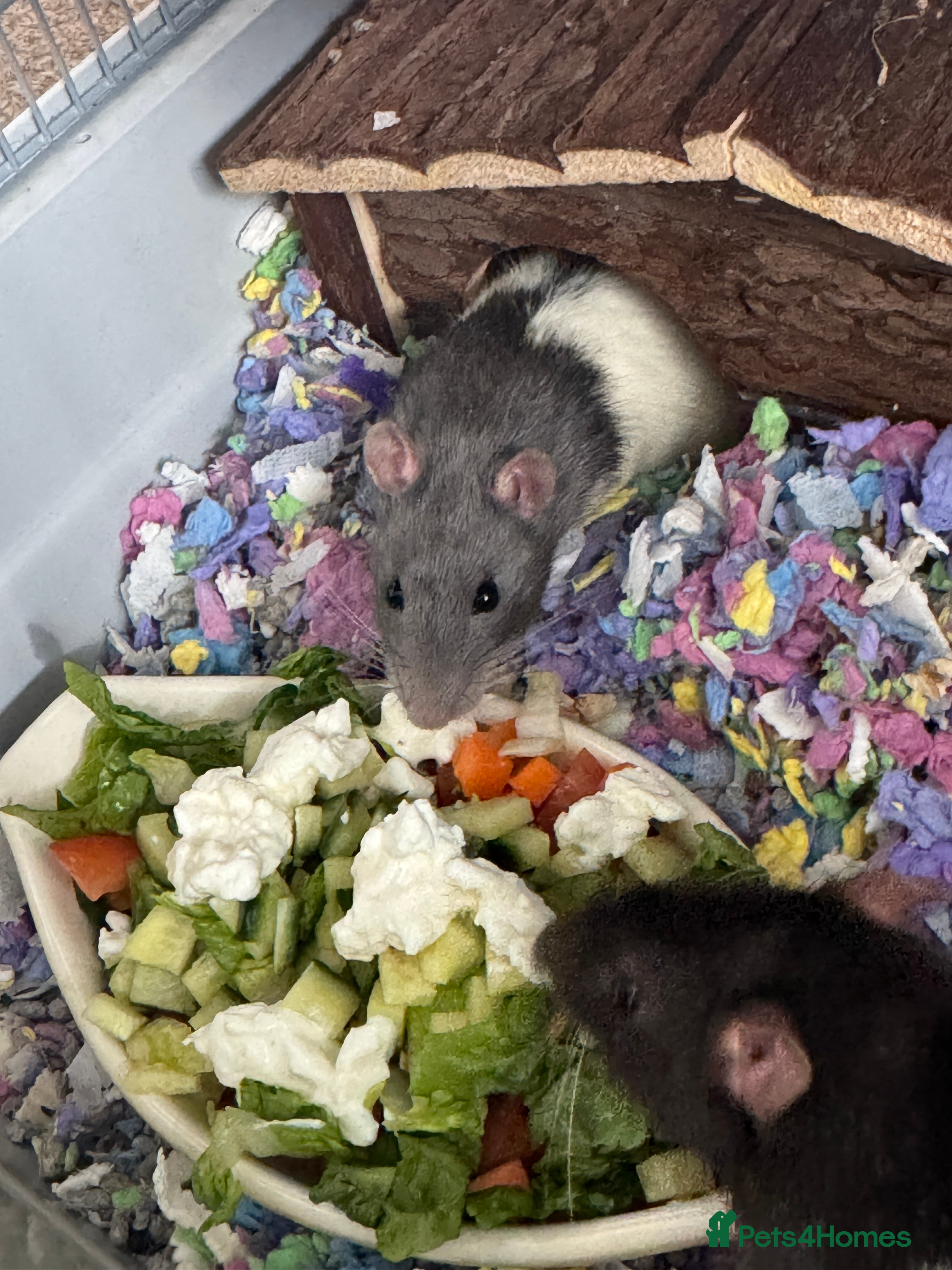 Rat rodents 2x rats Remy and Emile in London - Advert 11