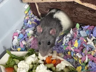 Rat rodents 2x rats Remy and Emile in London - Advert 11