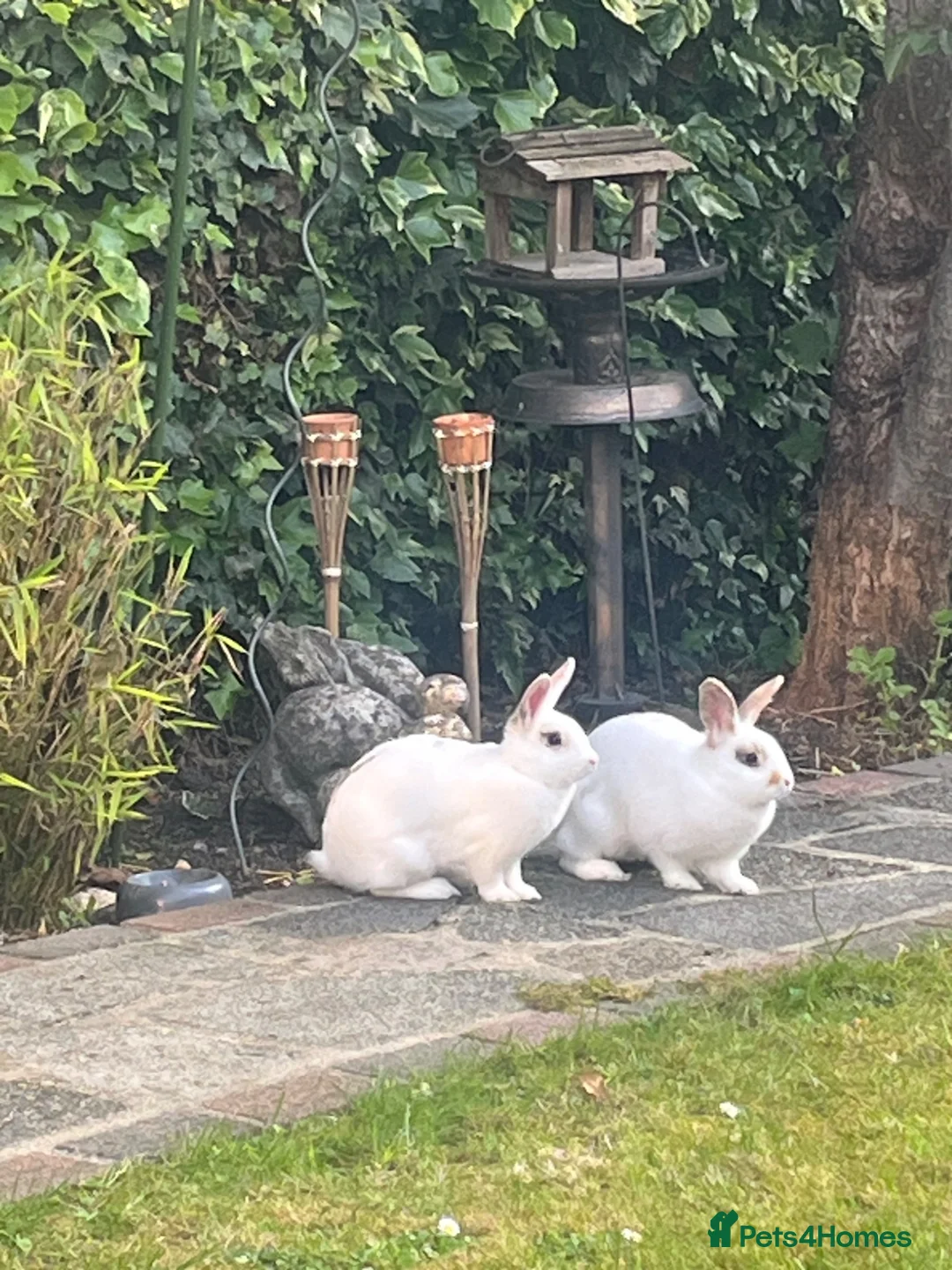 Mixed Breed rabbits for sale: 2 female rabbits  - Advert 2