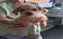 Mixed Breed dogs for sale: Dachshund x shih tzu puppies  - Image 2