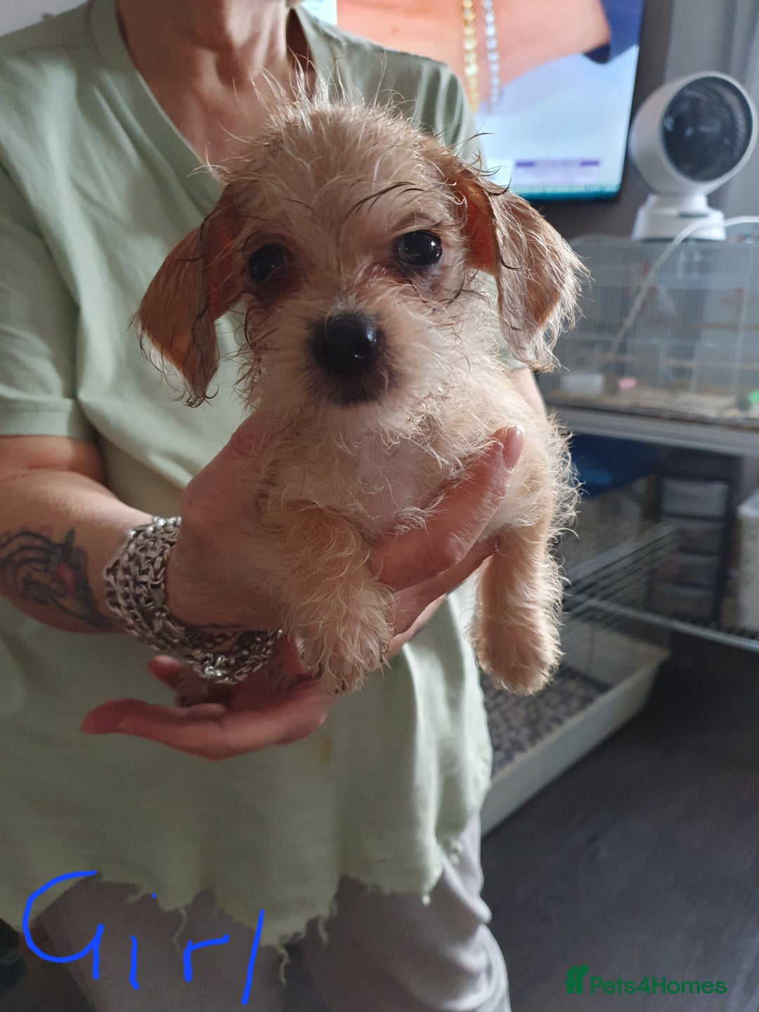 Mixed Breed dogs for sale: Dachshund x shih tzu puppies  - Image 2