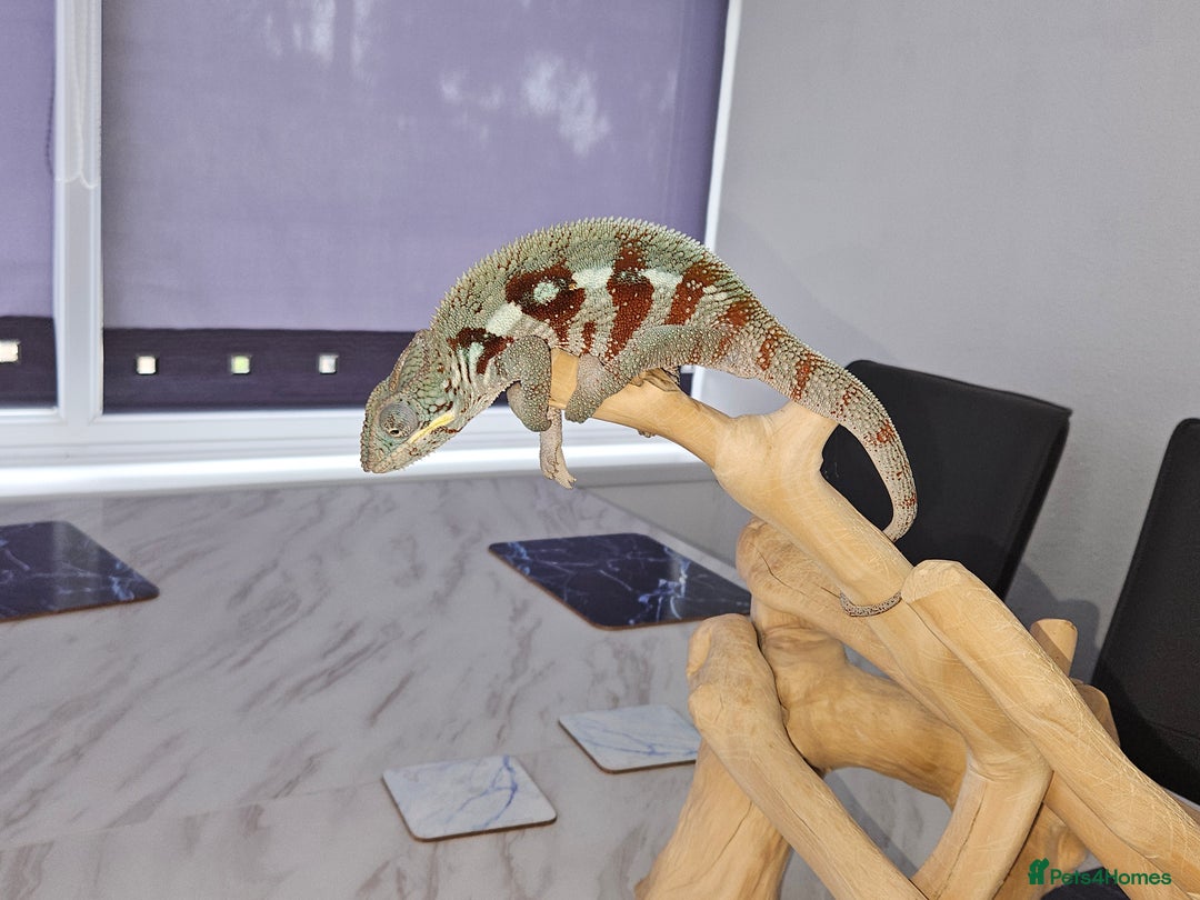 Chameleon reptiles for sale: Rare Nosy Boraha, Male, Panther Chameleon - Image 2