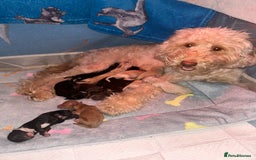 Mixed Breed dogs for sale: Cockapoochi Puppies - Image 13
