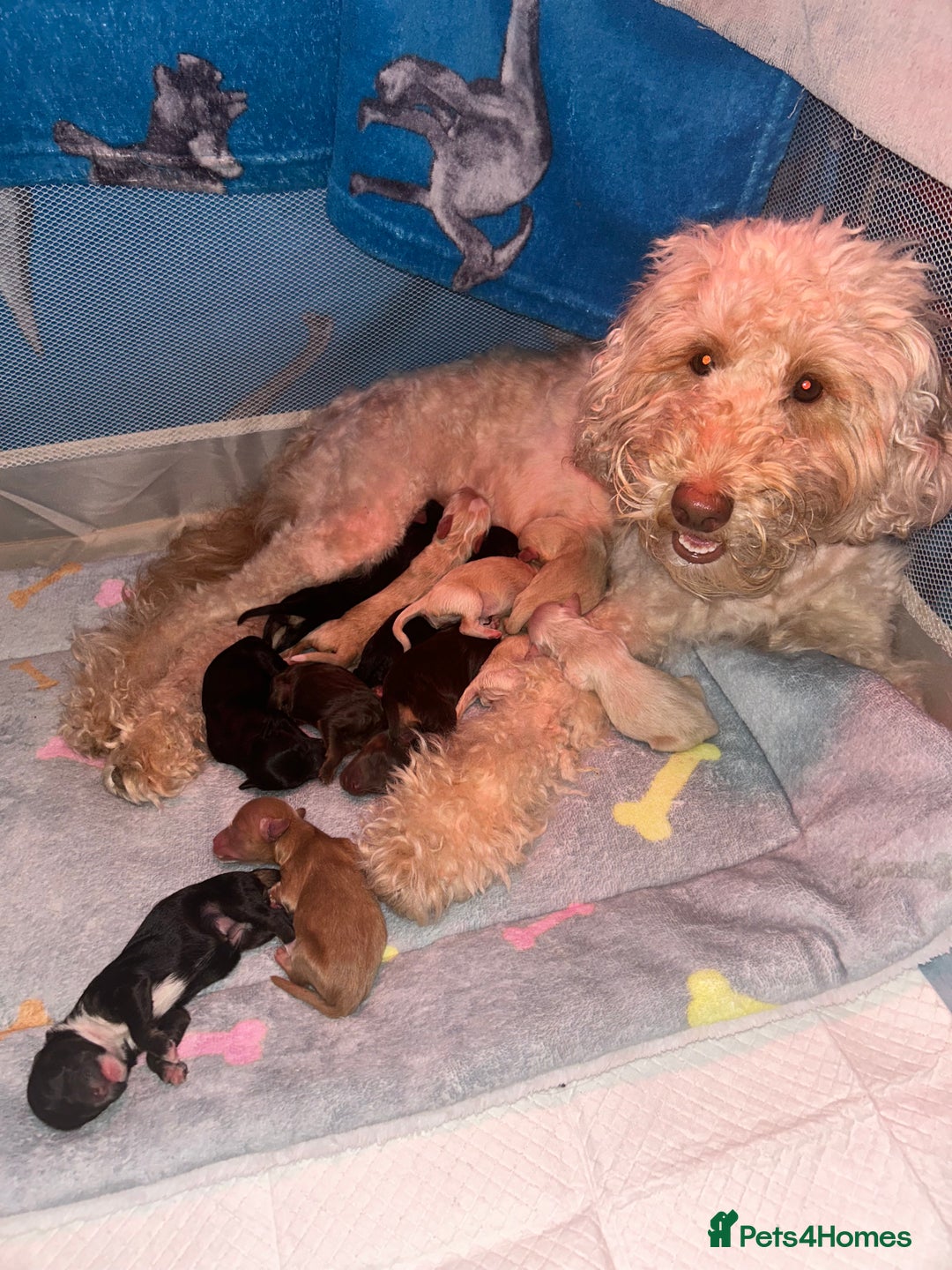 Mixed Breed dogs for sale: Cockapoochi Puppies - Image 13