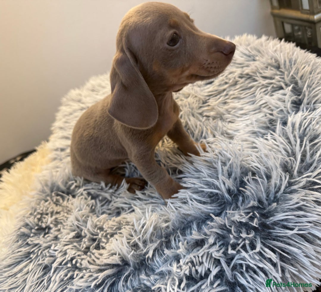 Miniature Dachshund dogs for sale: Beautiful smoothed haired miniature Dachshunds - Advert 22