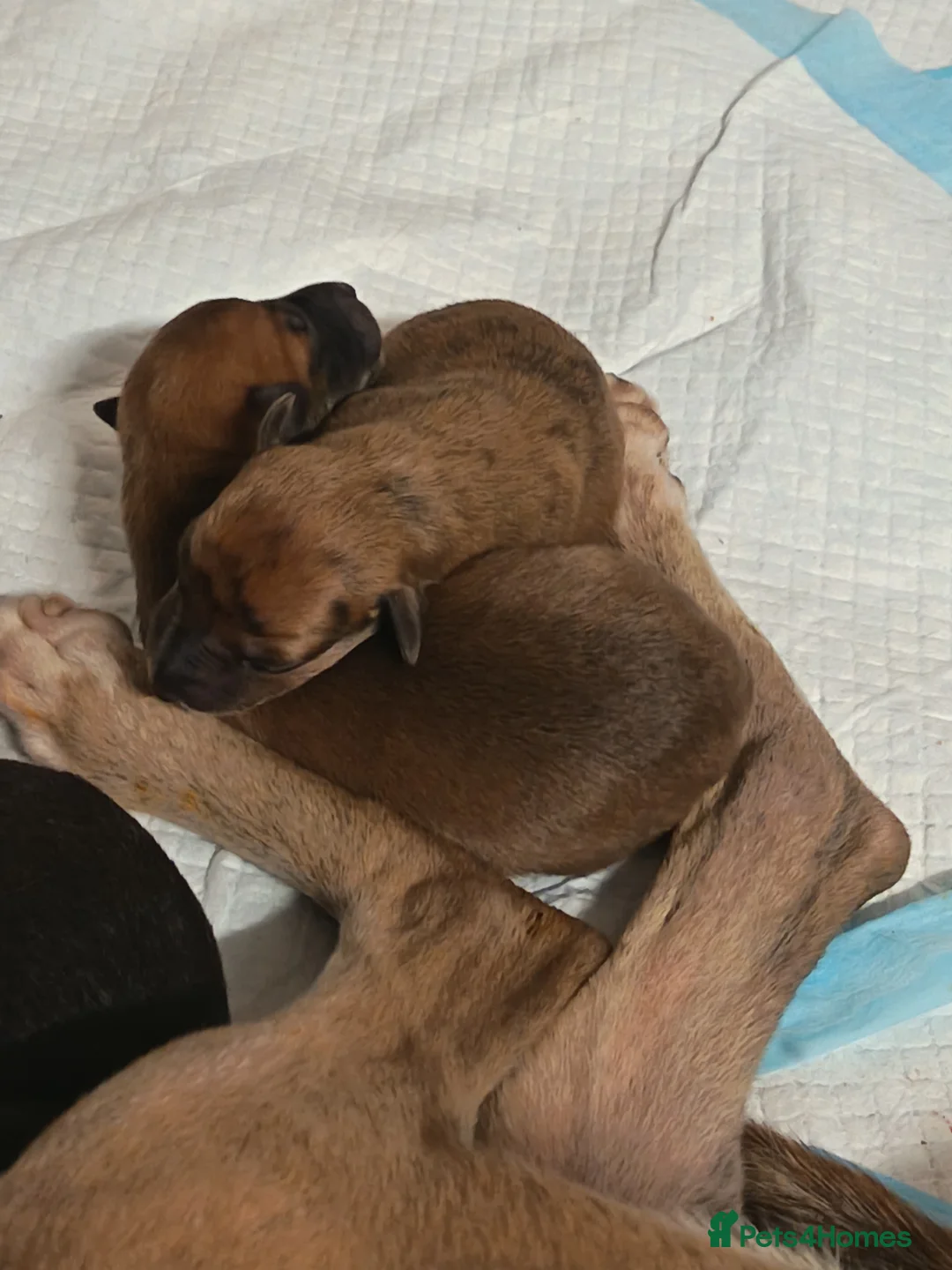 Whippet dogs for sale: KC registered puppies  - Advert 6