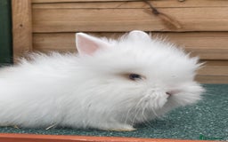 Lionhead rabbits for sale: 2 male left. 6 females  - Image 24