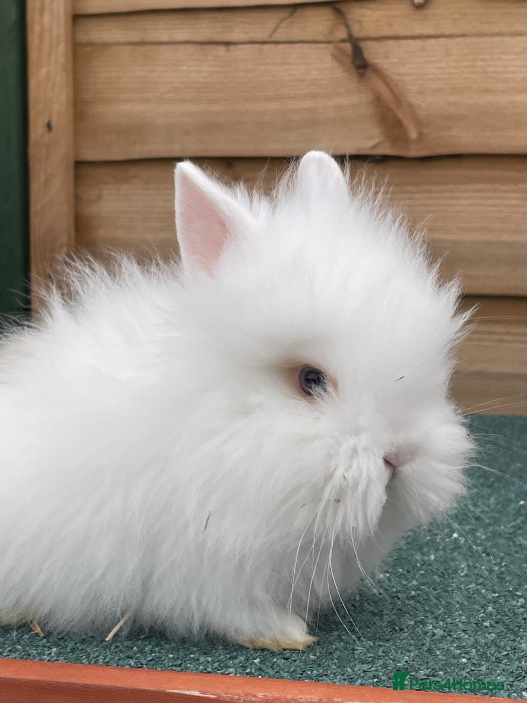 Lionhead rabbits for sale: 2 male left. 6 females  - Image 24