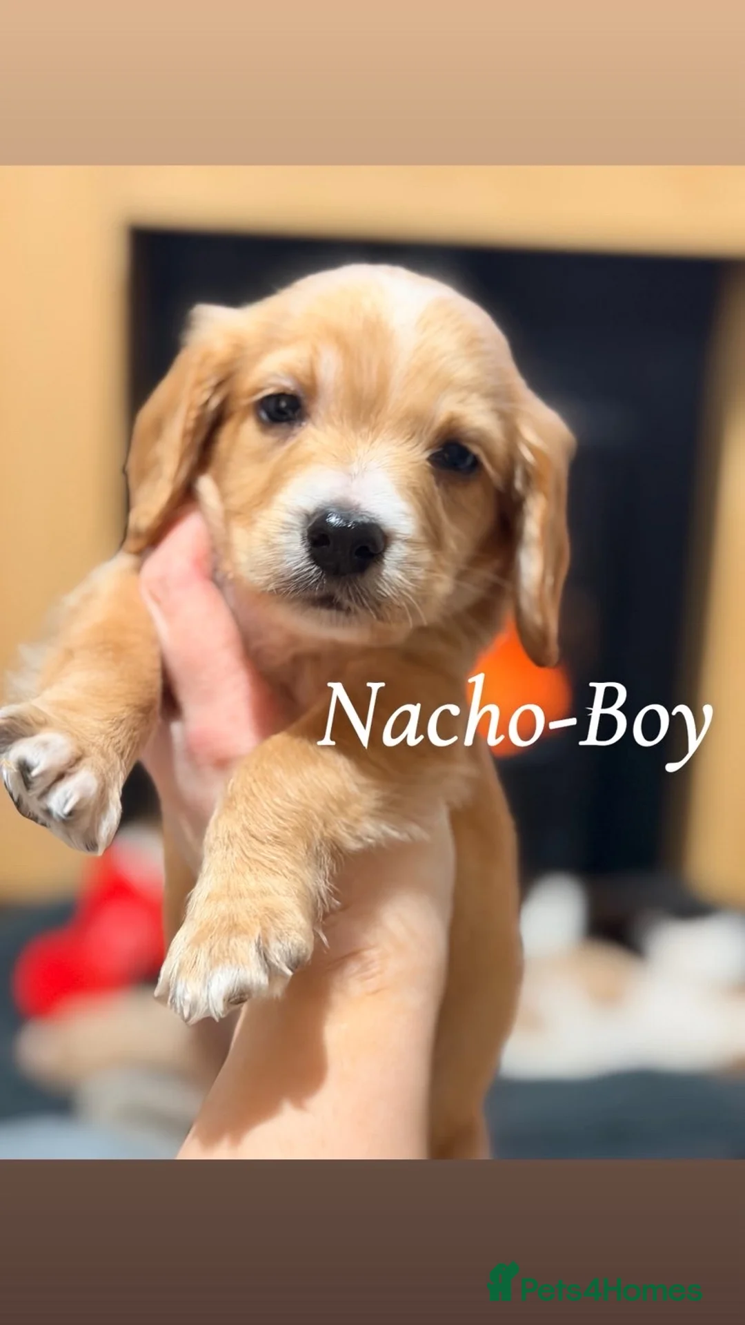 Cocker Spaniel dogs for sale: Cocker spaniel in Omagh - Advert 17