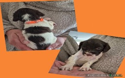English Springer Spaniel dogs for sale: English Springer Spaniel Pups - Image 14