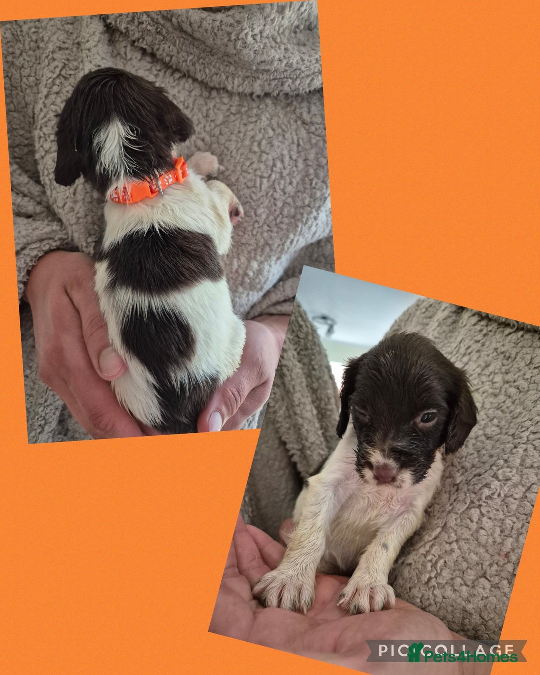 English Springer Spaniel dogs for sale: English Springer Spaniel Pups - Image 14