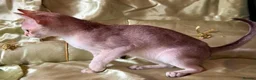 Singapura cats for sale: Rare Breed Singapura Kitten - Advert 18