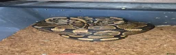Python Snake reptiles for sale: Royal python/ corn snake / hatchling / adults  in Elland - Advert 5
