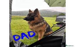 German Shepherd dogs for sale: K/C Registered German Shepherd Puppies  - Image 8