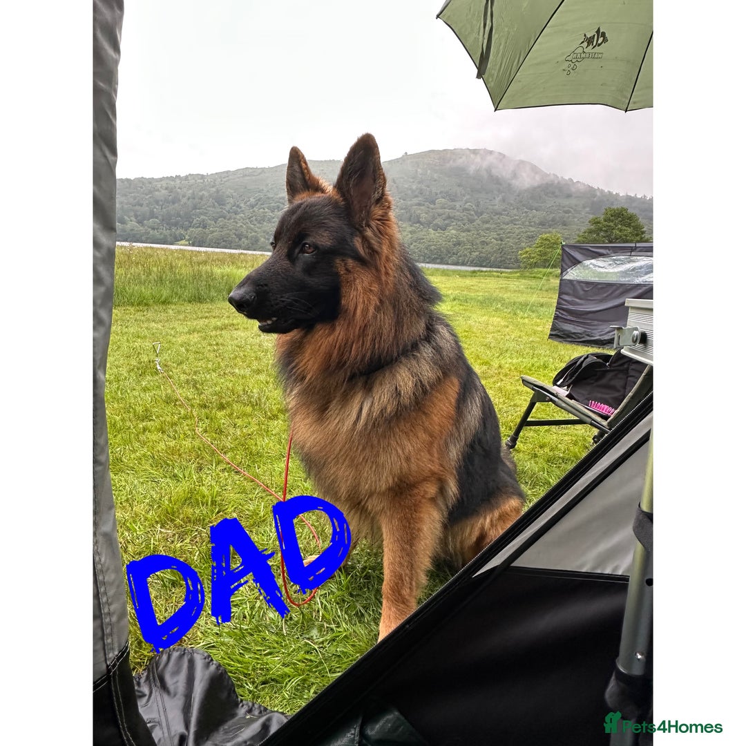 German Shepherd dogs for sale: K/C Registered German Shepherd Puppies  - Image 8