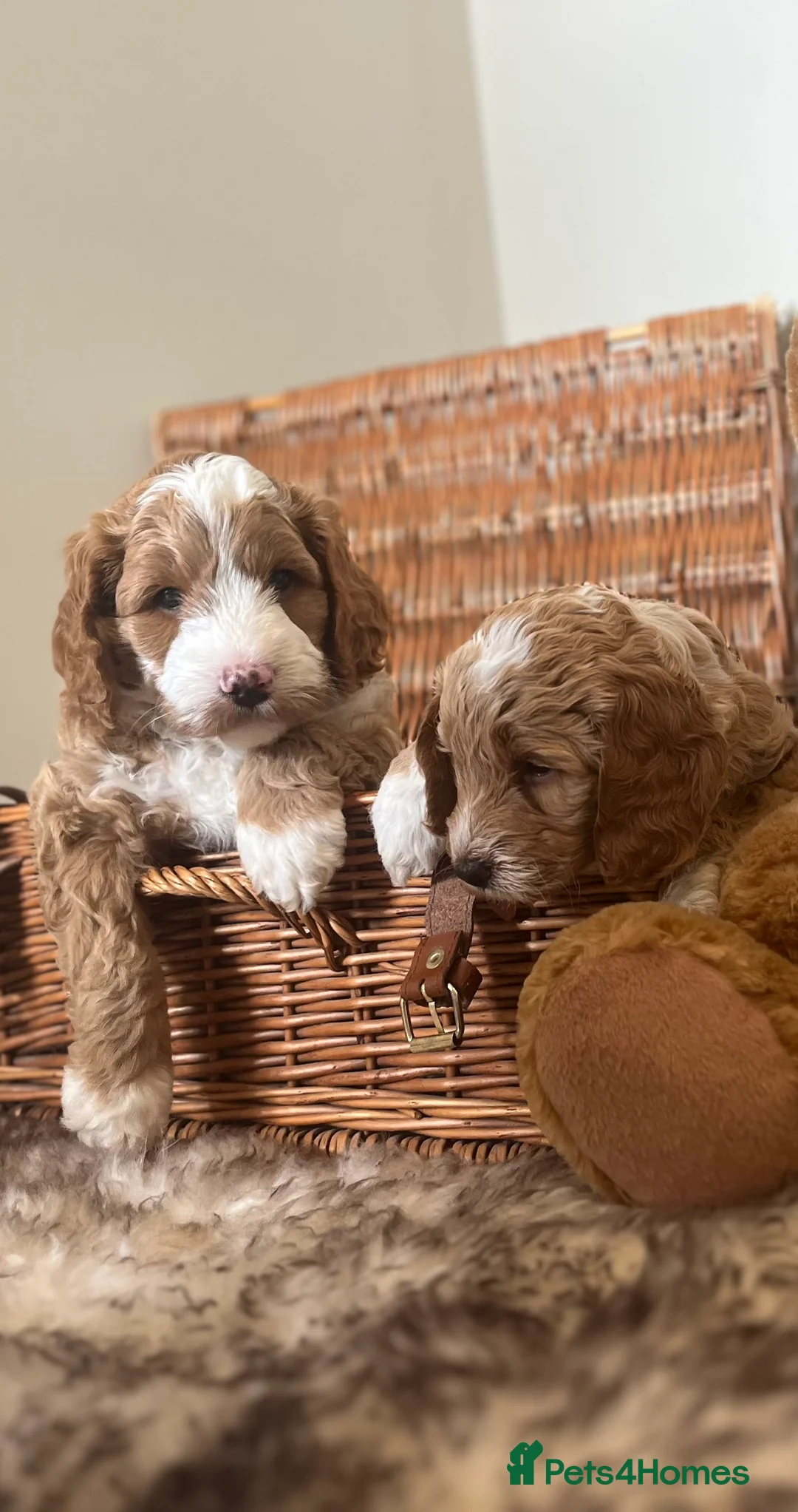 Cockapoo dogs for stud: STUD - F1 Red and white Cockapoo - Health Clear in York - Advert 24
