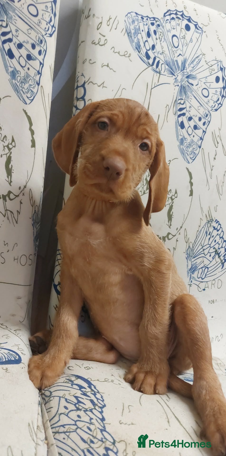 Hungarian Vizsla dogs Extra Ordinary Beautiful Hungarian Vizsla - Advert 4