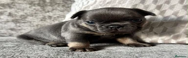 French Bulldog 1