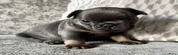 French Bulldog dogs for sale: Stunning Fluffy Frenchies!! - Advert 5