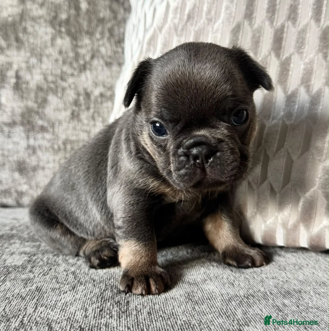 French Bulldog dogs for sale: Stunning Fluffy Frenchies!! - Advert 5
