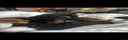 British Shorthair cats for sale: One male black cat and one female tortoise shell  - Advert 6