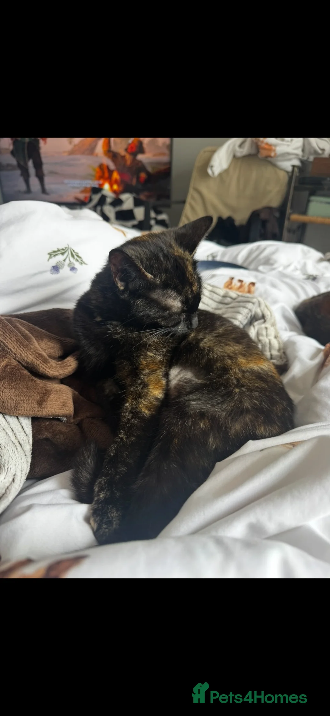 British Shorthair cats for sale: One male black cat and one female tortoise shell  - Advert 6