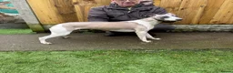 Whippet dogs for sale: Kc reg whippet bitch - Advert 3