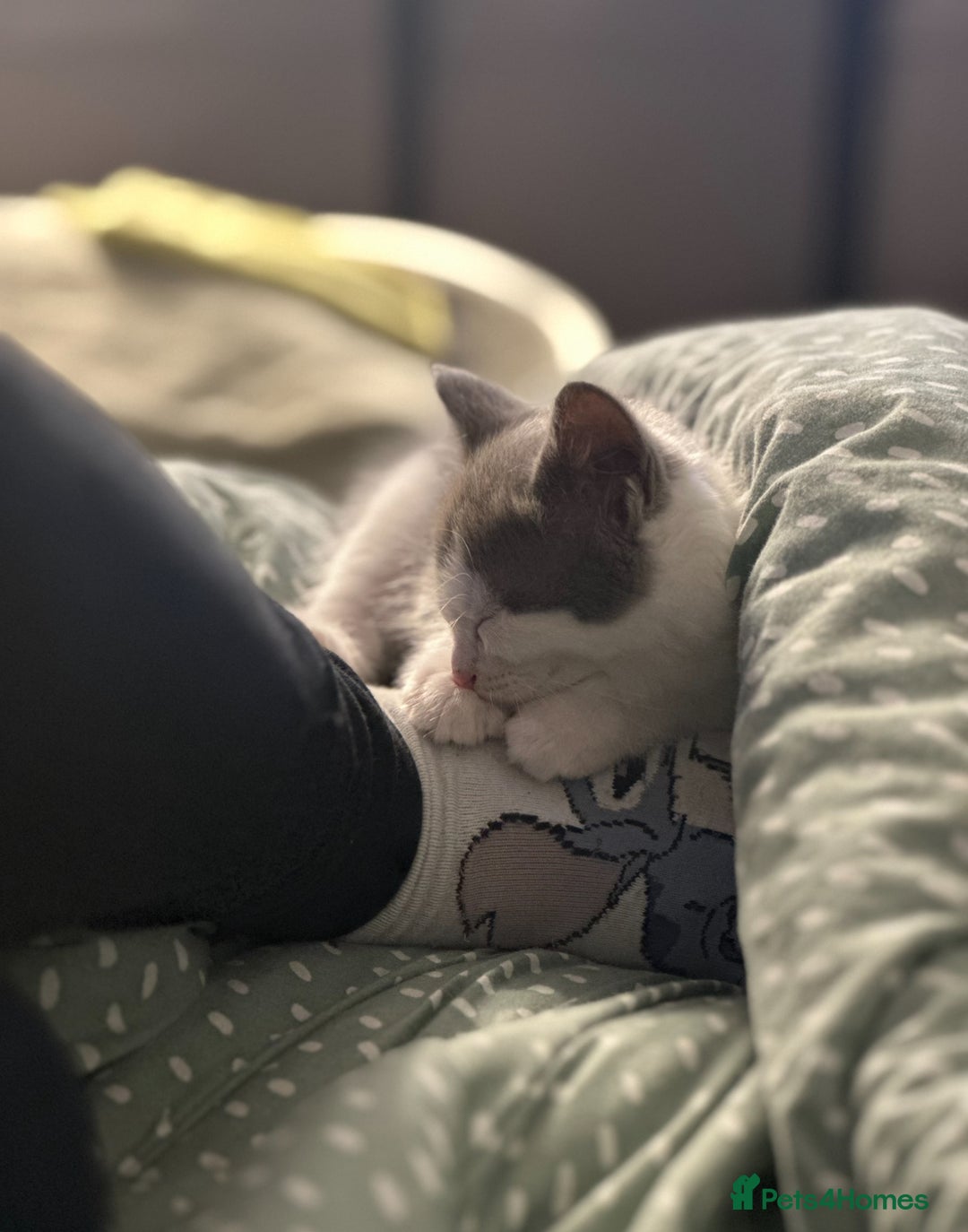 Turkish Angora cats for sale: Half Turkish angora and half Scottish fold  - Image 3