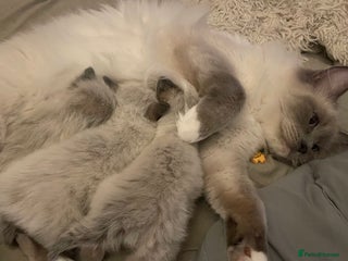 Ragdoll cats 🎄Gorgeous Ragdoll Kittens -ready for Christmas 🎄 - Advert 2