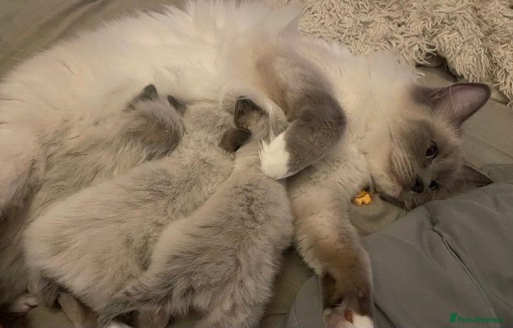 Ragdoll cats 🎄Gorgeous Ragdoll Kittens -ready for Christmas 🎄 - Advert 4