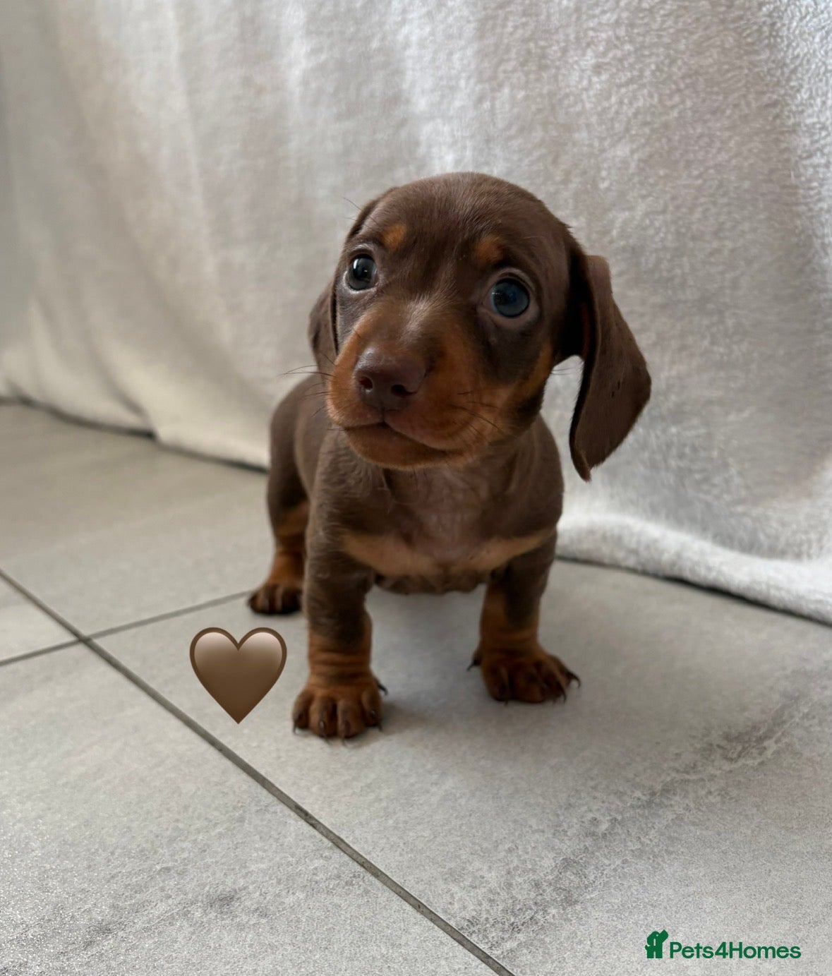 Miniature Dachshund dogs 1 Miniature Dachshund Puppy Left *Ready Now!* - Advert 5