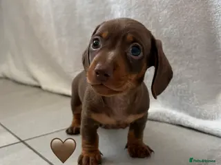 Miniature Dachshund dogs 1 Miniature Dachshund Puppy Left *Ready Now!* - Advert 5