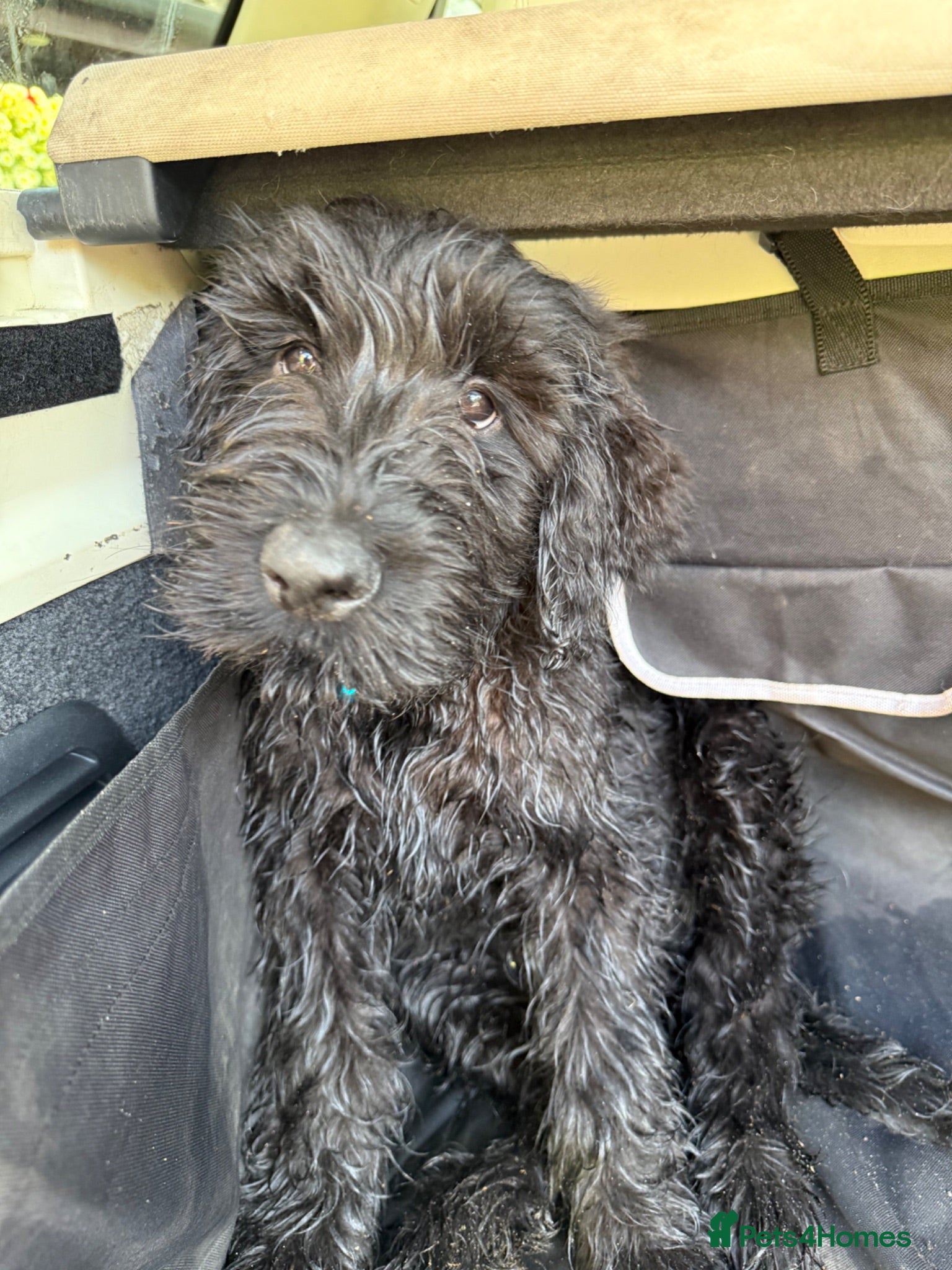 Giant Schnauzer dogs Reduced!!! KC Registered Giant Schnauzer Puppies - Advert 16