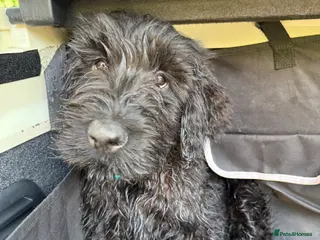 Giant Schnauzer dogs Reduced!!! KC Registered Giant Schnauzer Puppies - Advert 11