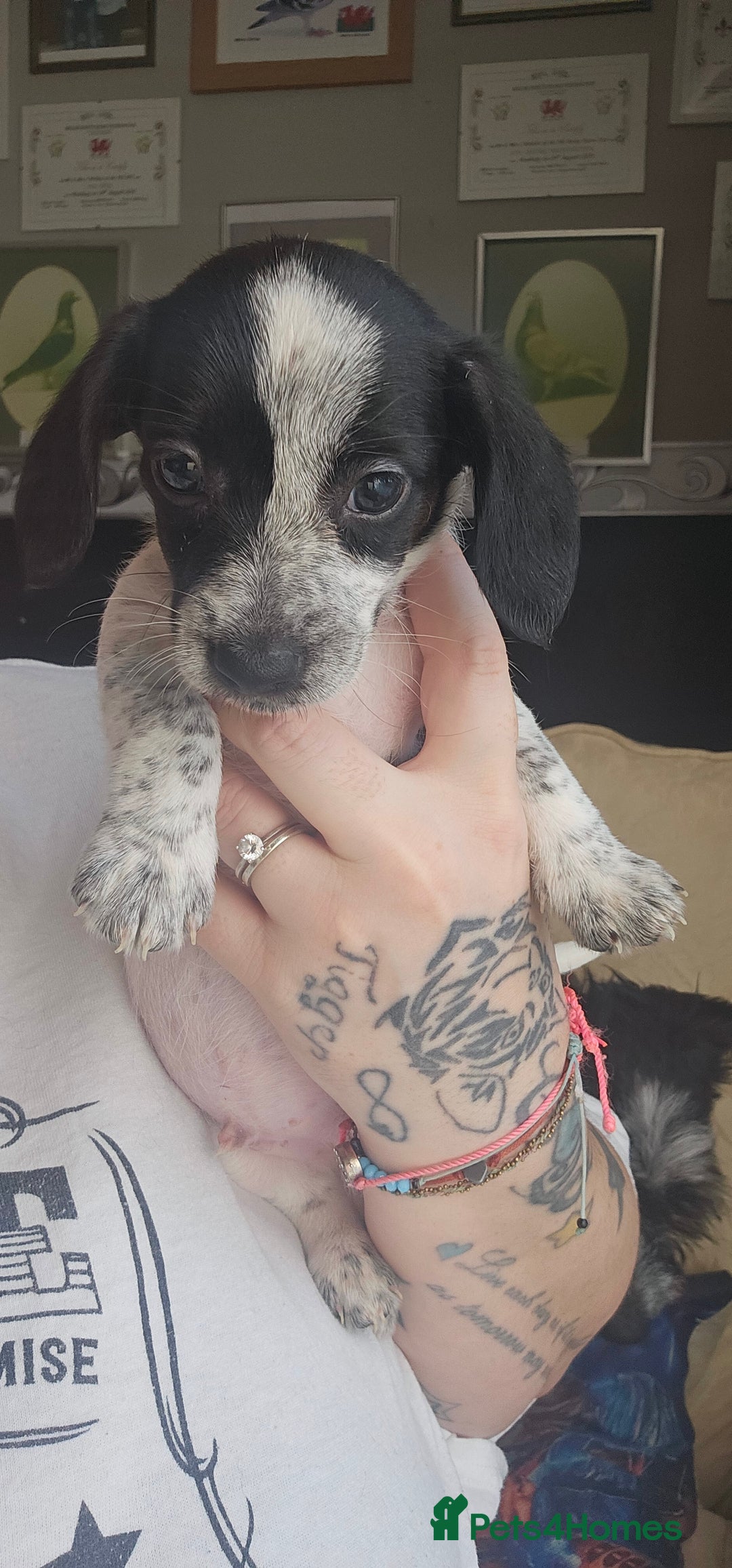 Mixed Breed dogs for sale: LAST BOY LEFT Dachshund xjack russellx shih-tzu - Image 1