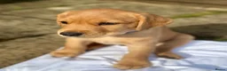 Goldador dogs for sale: **Stunning Goldador** puppies full health checks in Chipping Norton - Advert 4