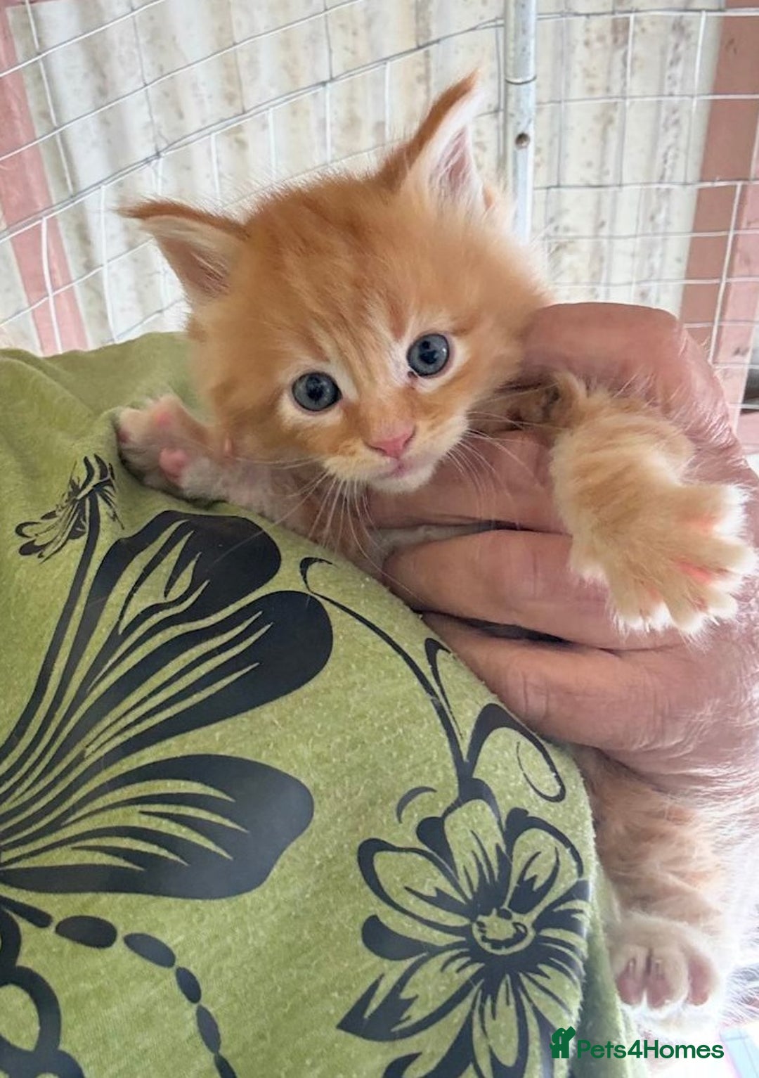 Maine Coon cats for sale: 4 Truly Pure Maine Coons kittens - Advert 4