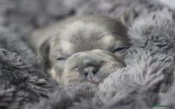French Bulldog dogs for sale: Stunning French bulldog puppies  - Advert 17