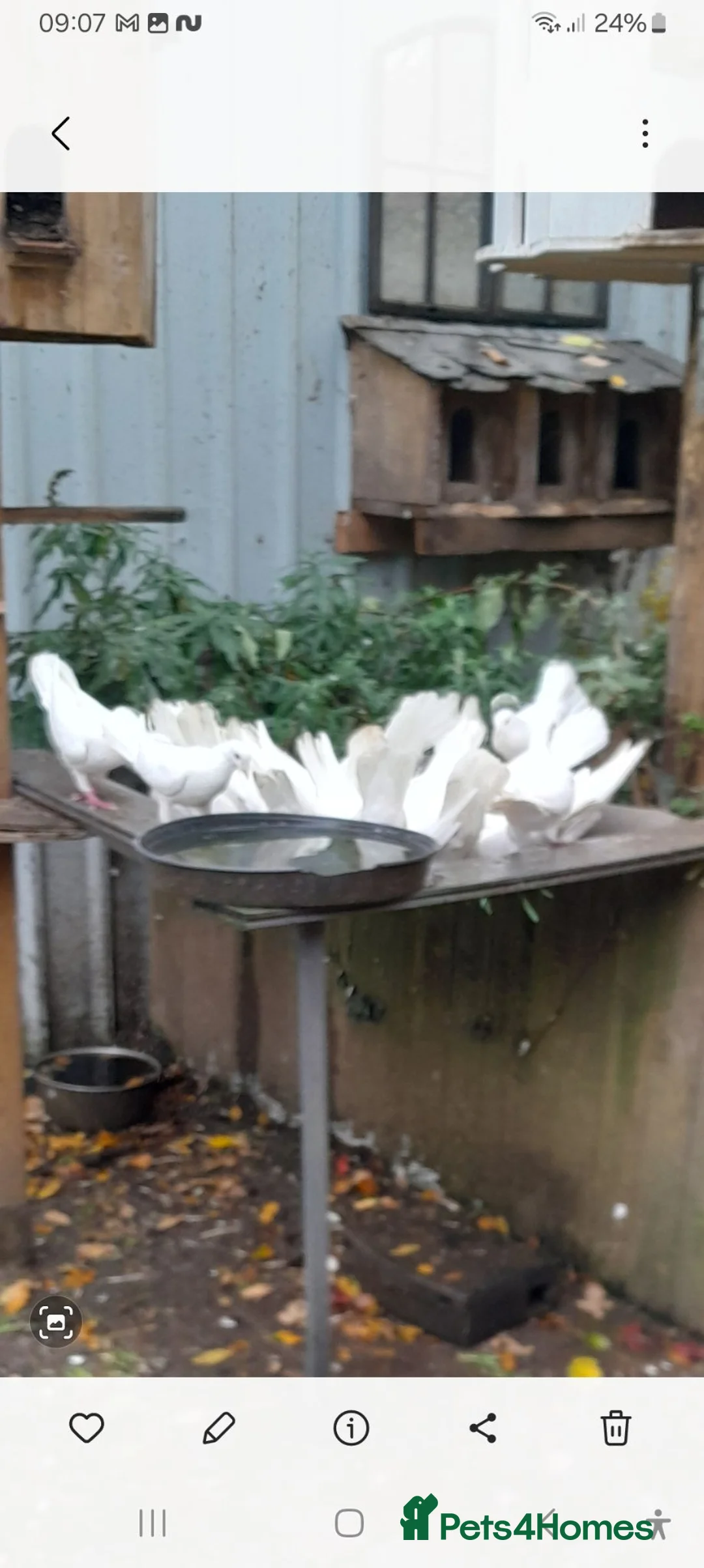 Doves birds for sale: Pure white and coloured fantails  in York - Advert 1