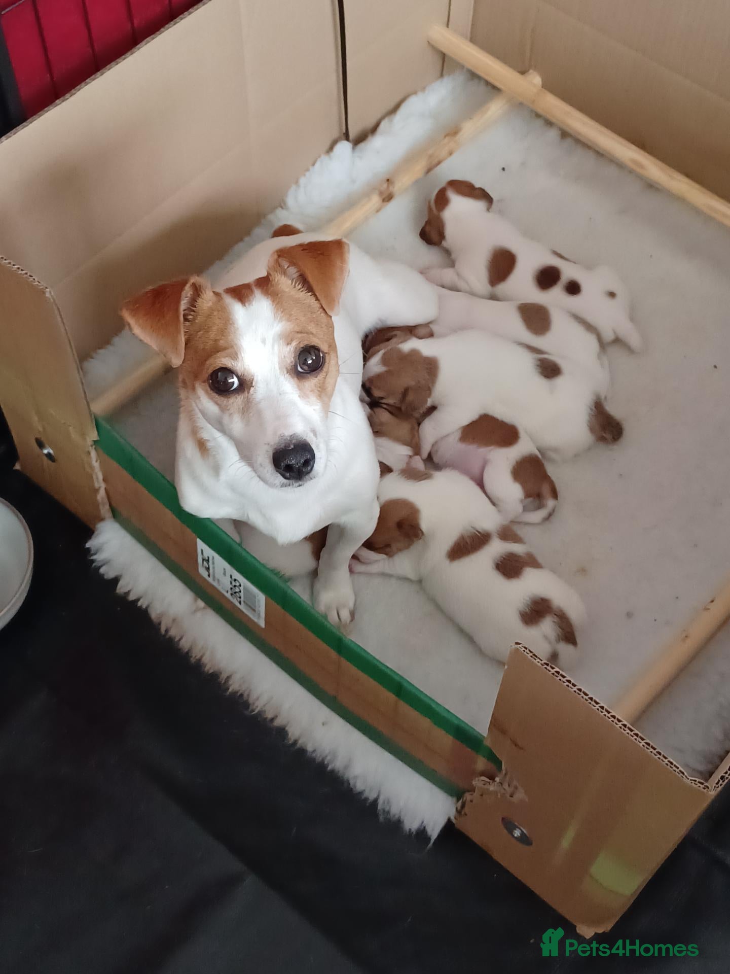 Jack Russell dogs  Minature Jack Russell Terrier Puppies. - Advert 2