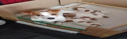 Jack Russell dogs for sale:  Minature Jack Russell Terrier Puppies. - Advert 2