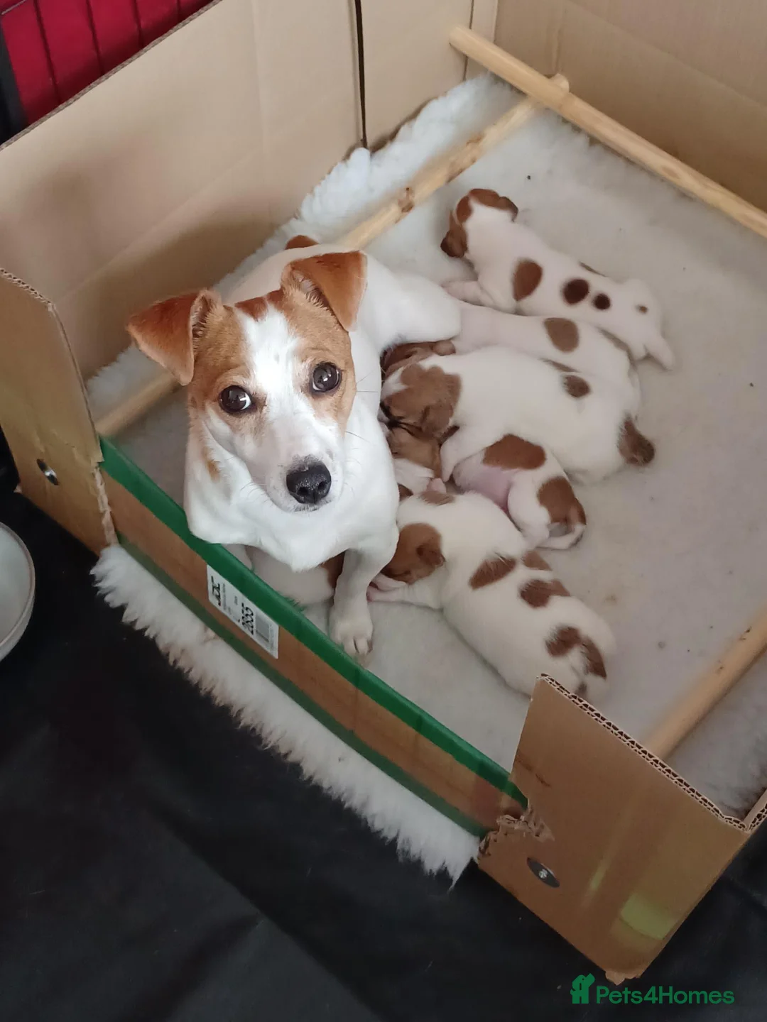 Jack Russell dogs for sale:  Minature Jack Russell Terrier Puppies. - Advert 2