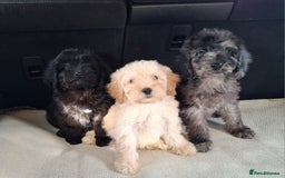 Sproodle dogs for sale: Gorgeous f1b sproodle pups, dna tests. - Image 14
