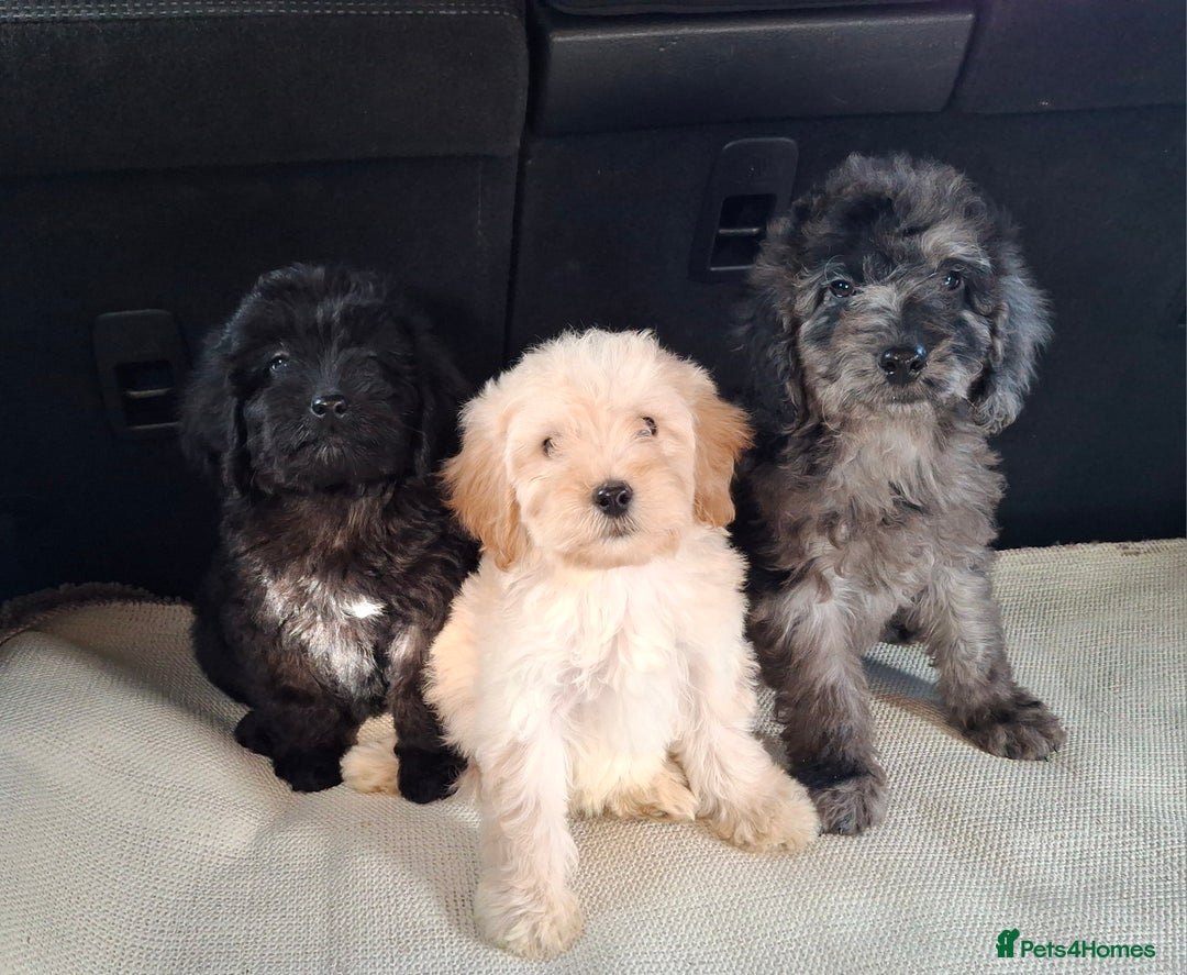Sproodle dogs for sale: Gorgeous f1b sproodle pups, dna tests. - Image 14