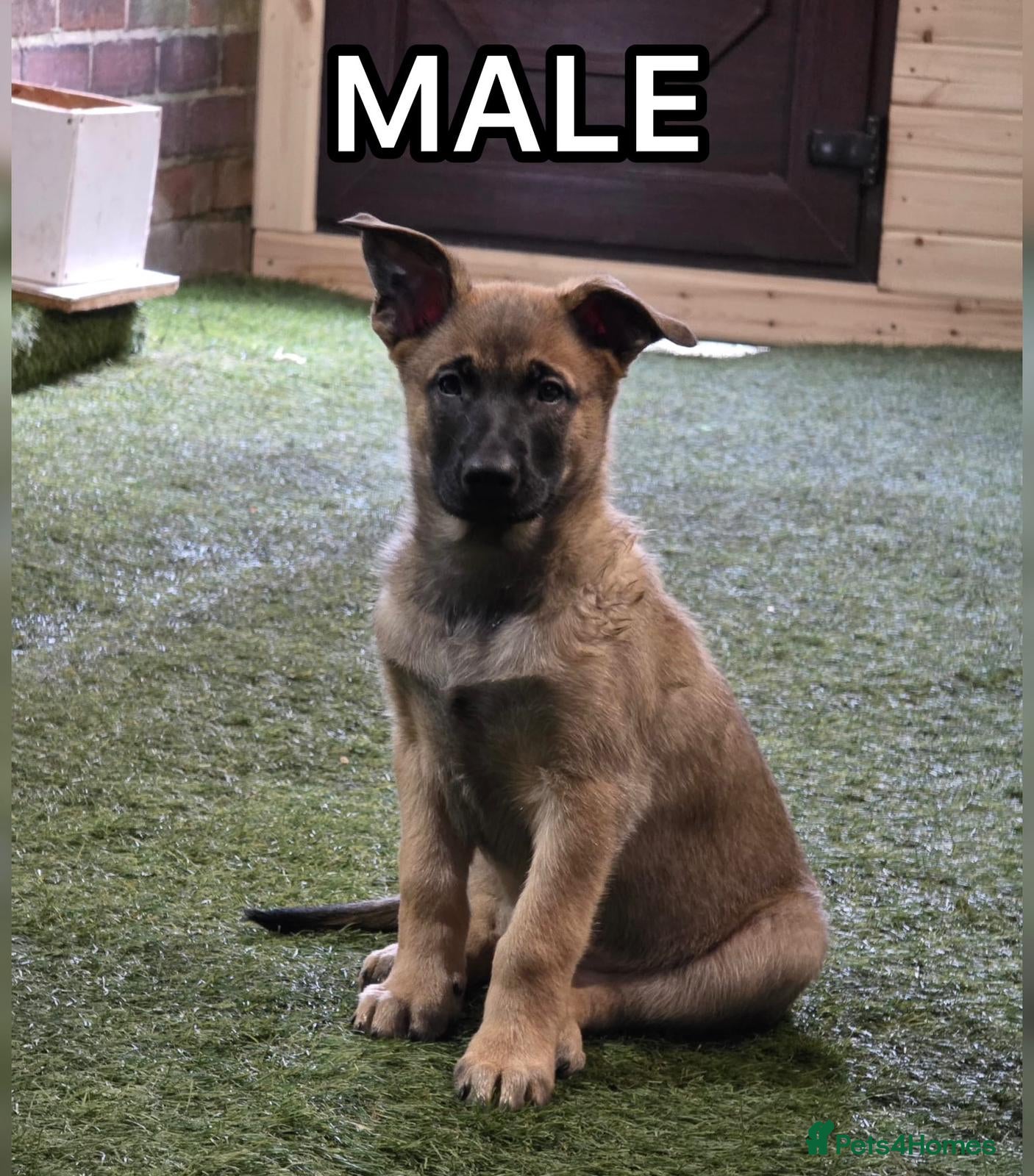 Belgian Shepherd Dog dogs READY NOW Belgian Malinois Pups 3 Left - Advert 1
