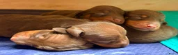 Miniature Dachshund dogs for sale: KC Registered Miniature Dachshund Puppies - Advert 4