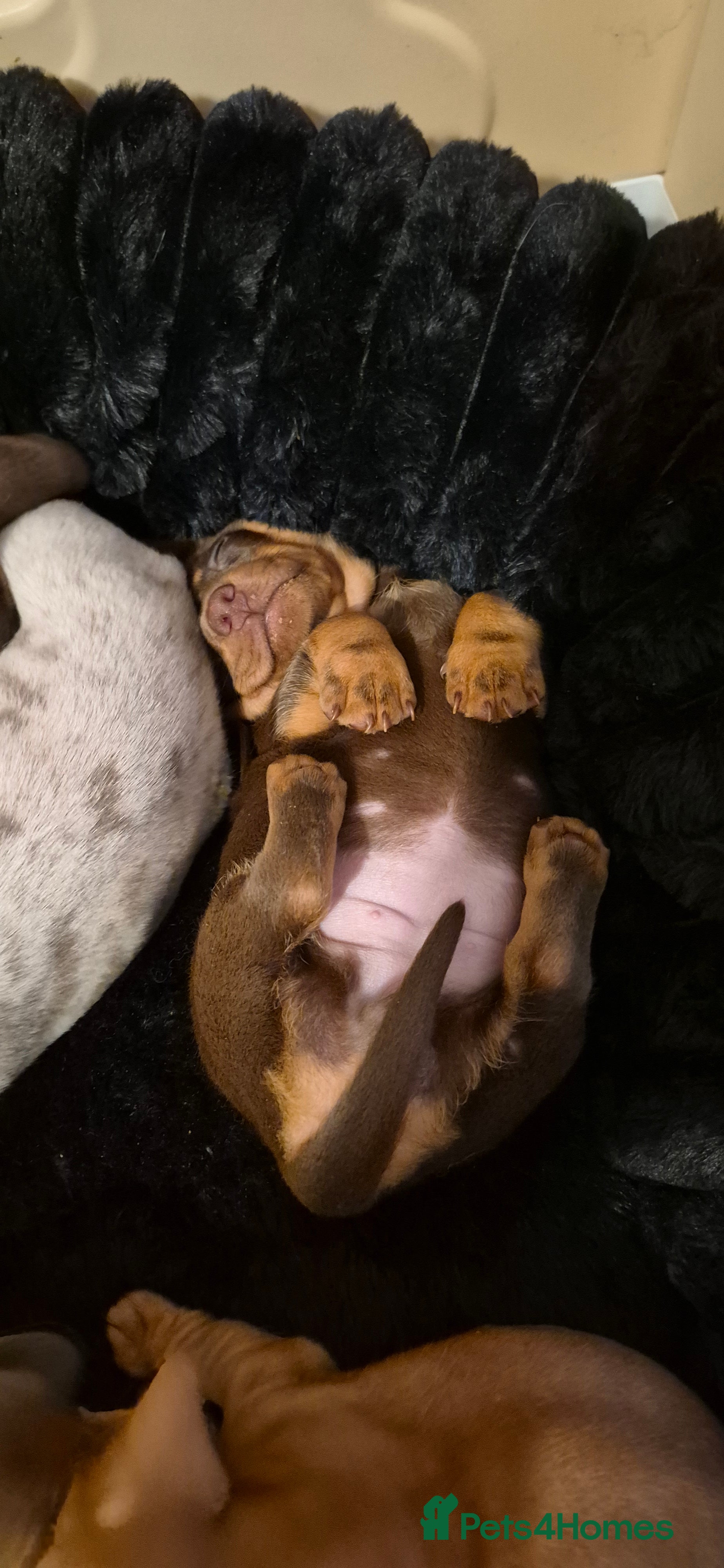 Dachshund dogs Miniature dachshund chocolate girl left - Advert 5